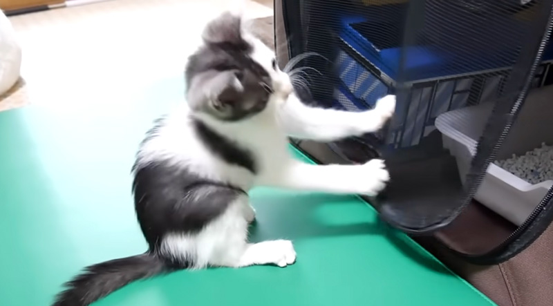 保護された子猫