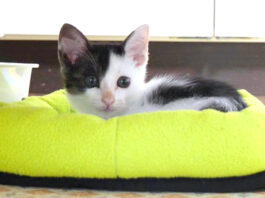 ベッドが気に入った子猫