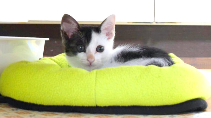 yosuirokoe_neko_title ベッドが気に入った子猫