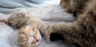 生まれたばかりの子猫