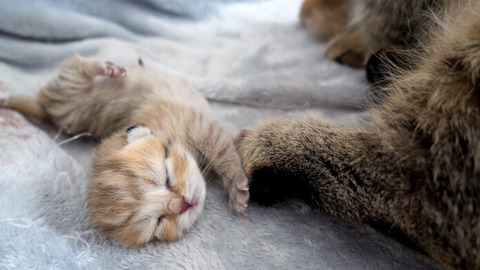 生まれたばかりの子猫