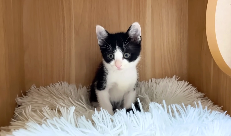 寂しそうな子猫