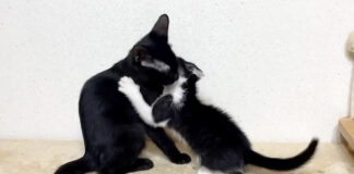 5時間ぶりに再会した子猫達