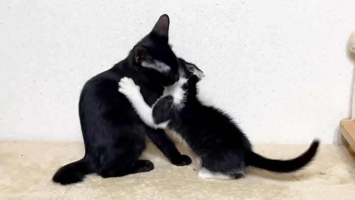 5時間ぶりに再会した子猫達