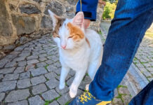 甘えてるのか怒ってるのか分からない猫