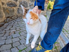 甘えてるのか怒ってるのか分からない猫