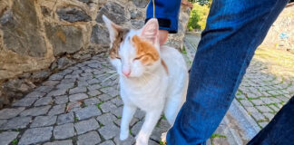 甘えてるのか怒ってるのか分からない猫