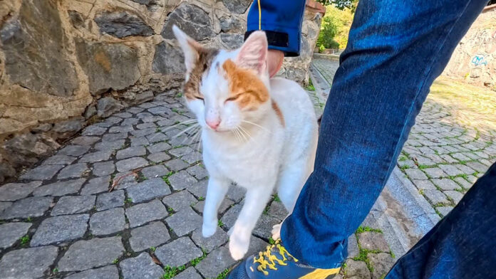 甘えてるのか怒ってるのか分からない猫