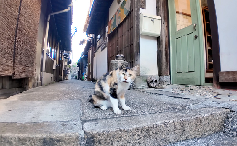 アニメの世界から出てきたような猫