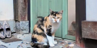 アニメの世界から出てきたような猫