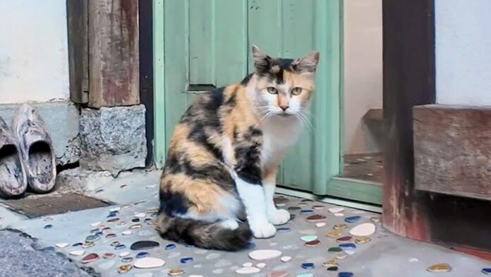 アニメの世界から出てきたような猫