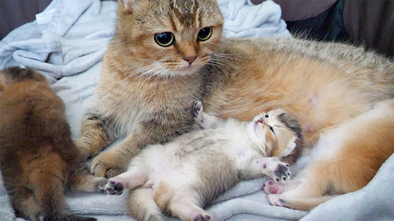 安心しきっている子猫