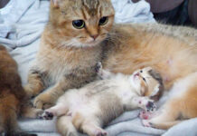 ママ猫のそばで安心しきって眠る子猫の可愛い姿にキュンとする ( *´艸`)♡ ヘソ天姿で眠る子猫