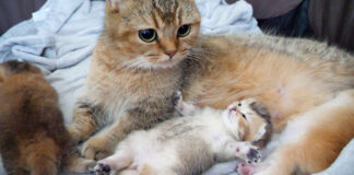 ヘソ天姿で眠る子猫