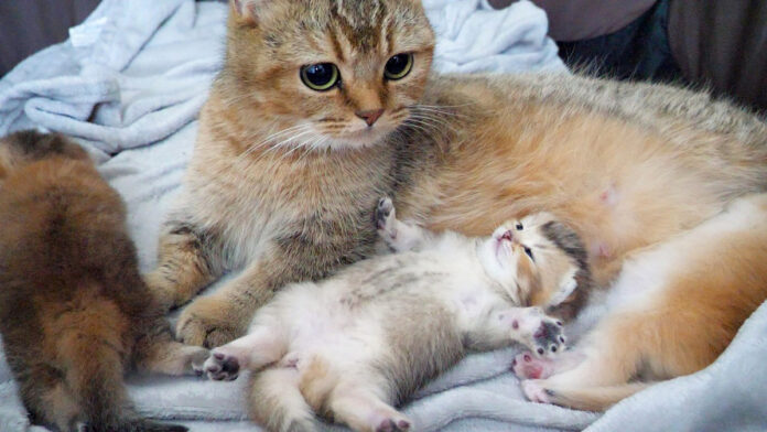 ヘソ天姿で眠る子猫