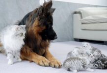 子猫達にジャーマンシェパードが安全だと伝える母猫。どうやら子猫達に伝わったようで…♡ シェパードと猫の親子