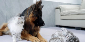 シェパードと猫の親子