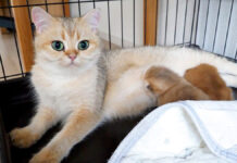 母猫の足に挟まって眠る子猫