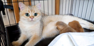 母猫の足に挟まって眠る子猫