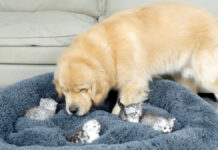 お気に入りのベッドを子猫達に占領されたレトリバー。何とかしようとベッドに入ると… ( *´艸`) 子猫達にベッドを取られた犬