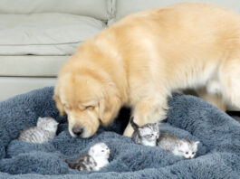 子猫達にベッドを取られた犬