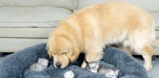 子猫達にベッドを取られた犬