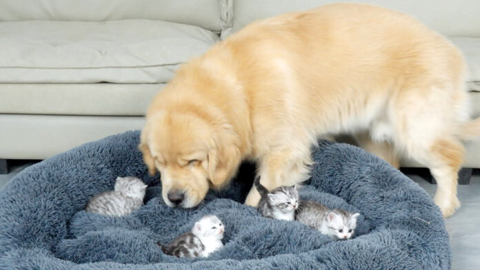 子猫達にベッドを取られた犬