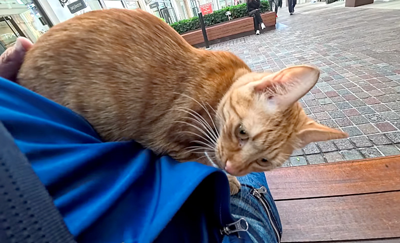 膝に乗ってきた猫