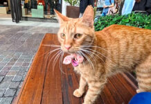 ベンチに座ると膝に乗ってきた猫