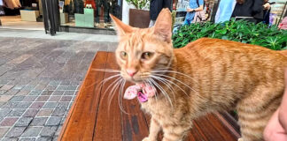 ベンチに座ると膝に乗ってきた猫