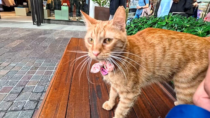 ベンチに座ると膝に乗ってきた猫