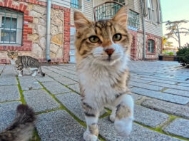 猫パンチを繰り出す猫