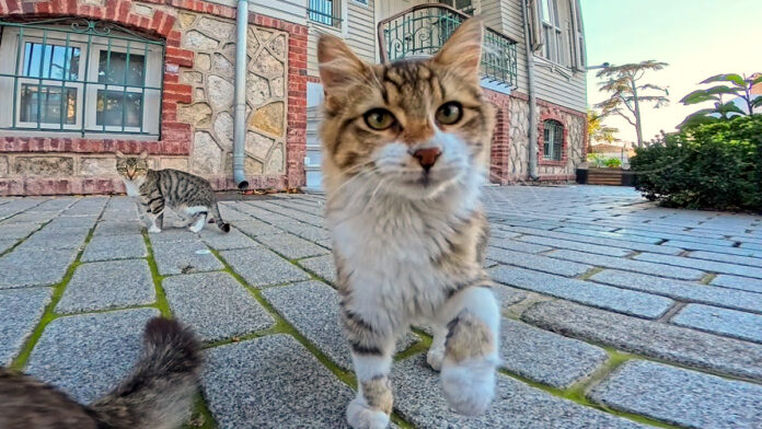 猫パンチを繰り出す猫