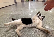 地下鉄の駅で出会った人懐っこい猫さん。当然のように構内で過ごす様子が可愛かった♪ 地下鉄の駅で出会った猫