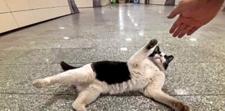 地下鉄の駅で出会った猫