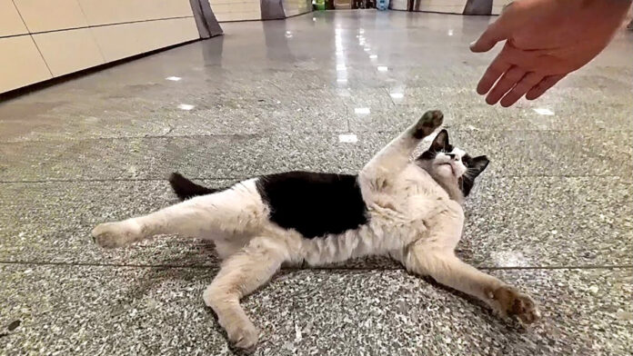 地下鉄の駅で出会った猫