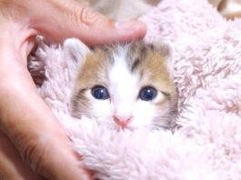 ちょっこり顔を出す子猫