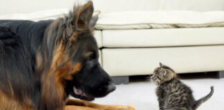 初めて会ったジャーマンシェパードと子猫
