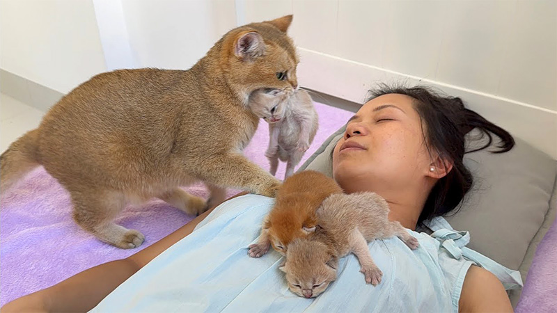 飼い主さんの元に子猫達を運ぶ母猫