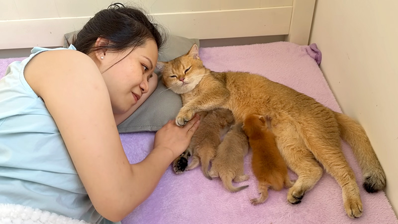 飼い主さんの隣で子育てする母猫