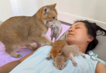 飼い主さんの元に子猫達を運ぶ母猫