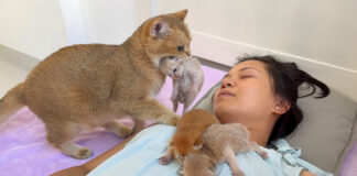 飼い主さんの元に子猫達を運ぶ母猫