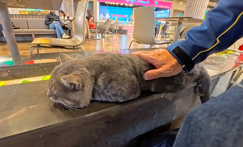 隣でくつろぐ猫