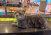 フードコートで隣にやって来た猫