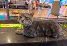 フードコートで隣にやって来た猫