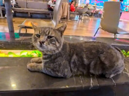 フードコートで隣にやって来た猫