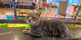 フードコートで隣にやって来た猫