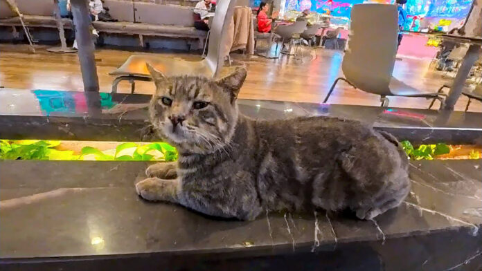 フードコートで隣にやって来た猫