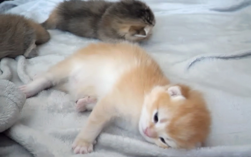 気持ち良く眠っていた子猫