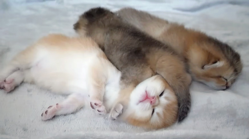 踏んづけられる子猫